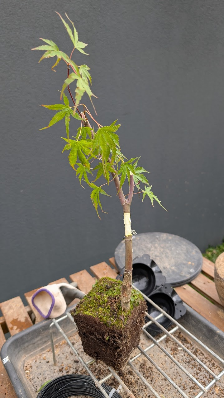 Close-up of an air layer tied above a branch crotch