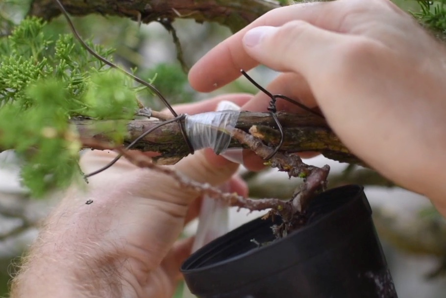 Approach graft secured with screws and tape