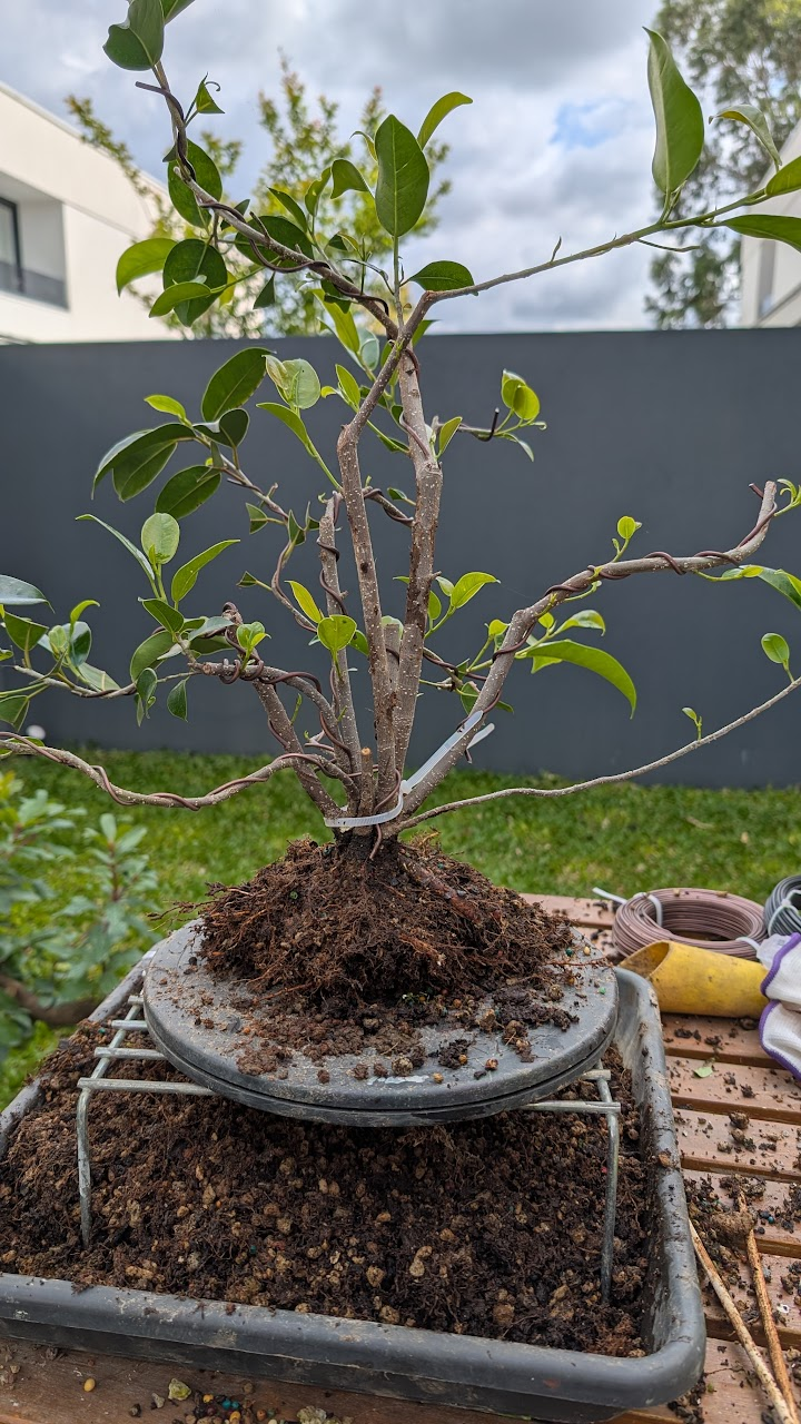 Bundle of young trees taped together for fusion