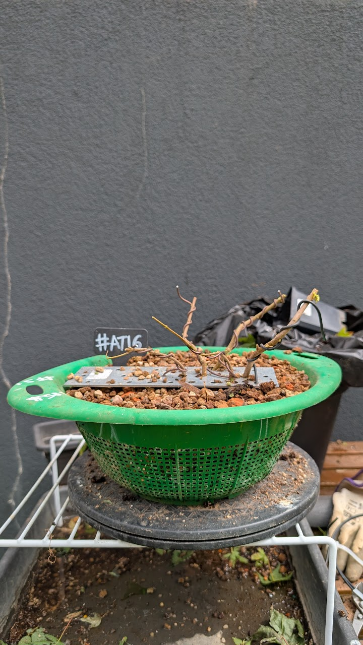 Multiple saplings secured to a form for trunk fusion