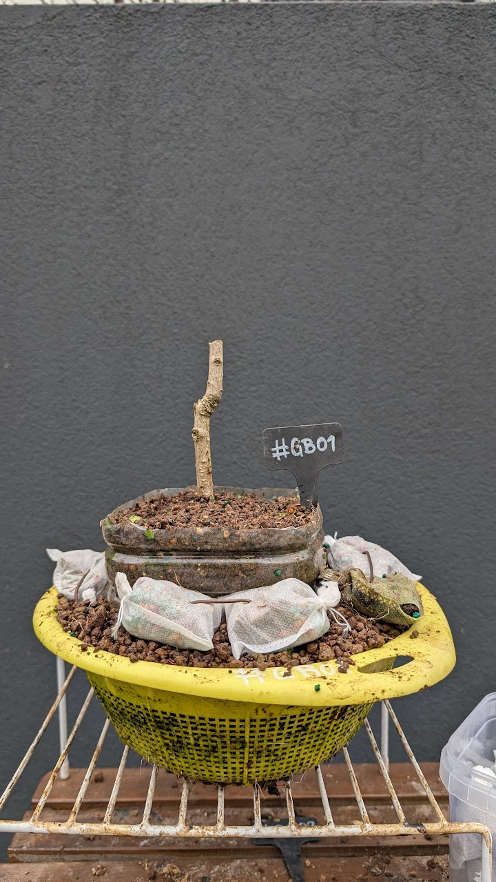 Ground layer with trunk secured above a mesh-covered mound