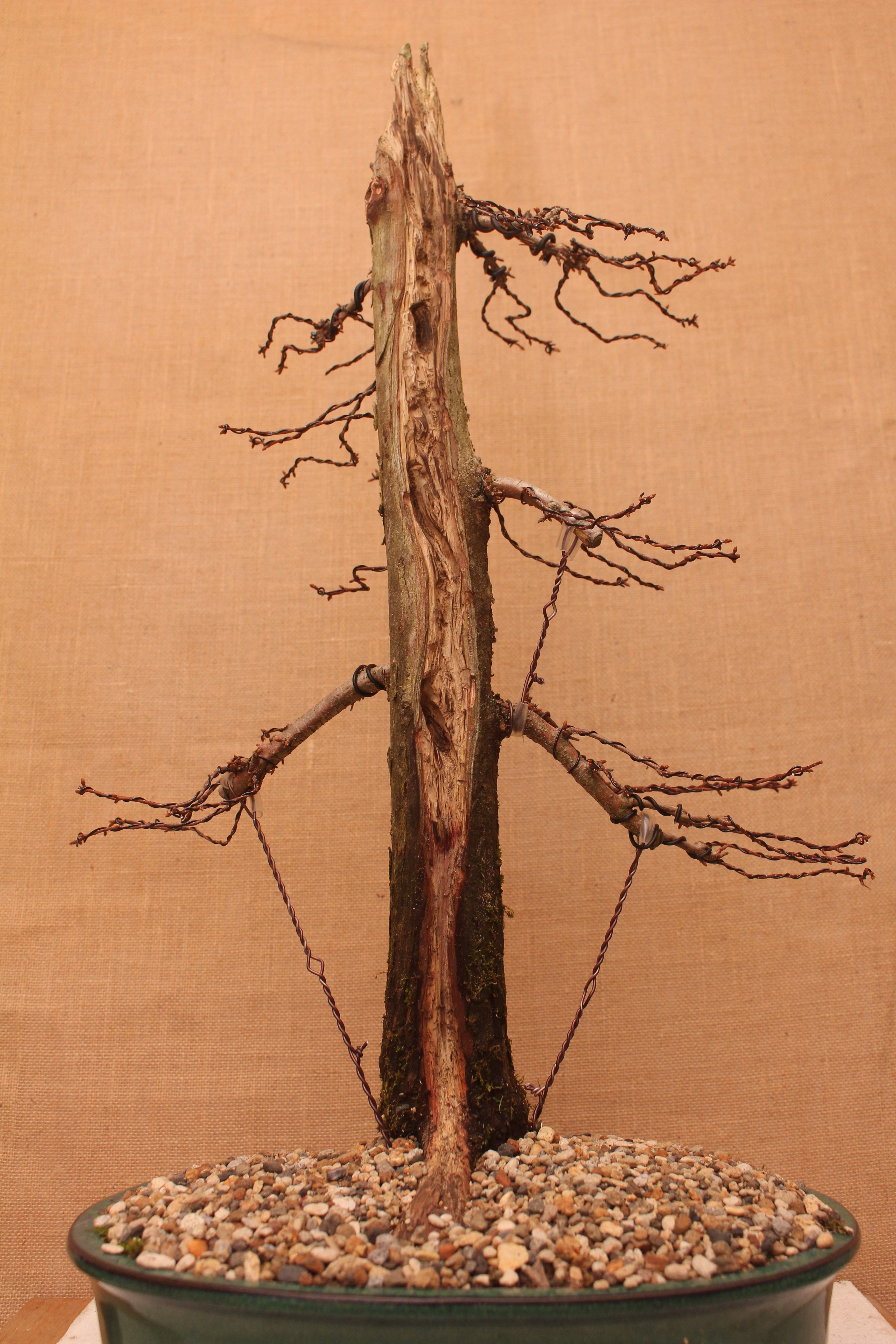 Multiple guy wires adjusting different branches on a bonsai