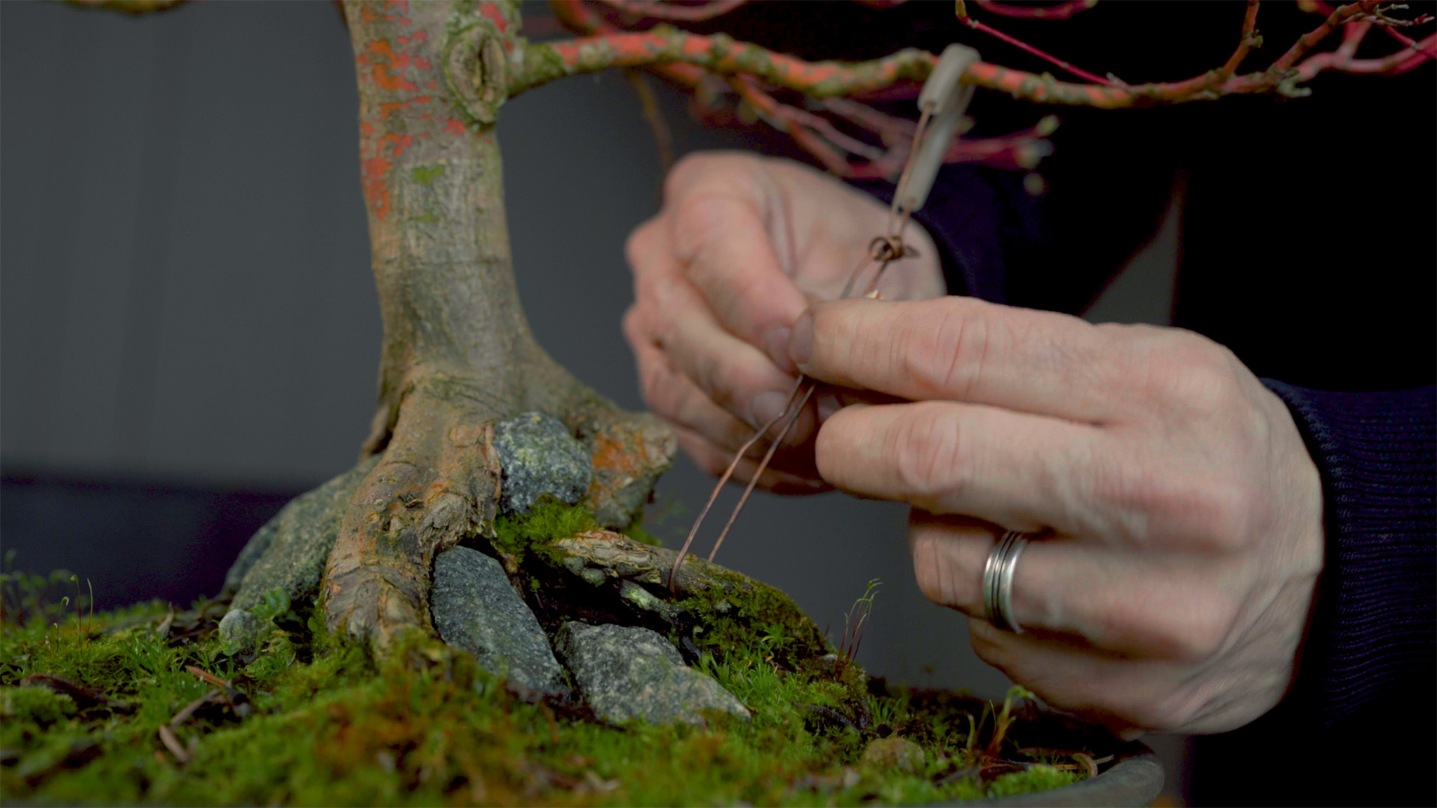 Guy wire pulling a bonsai branch downward toward the pot rim