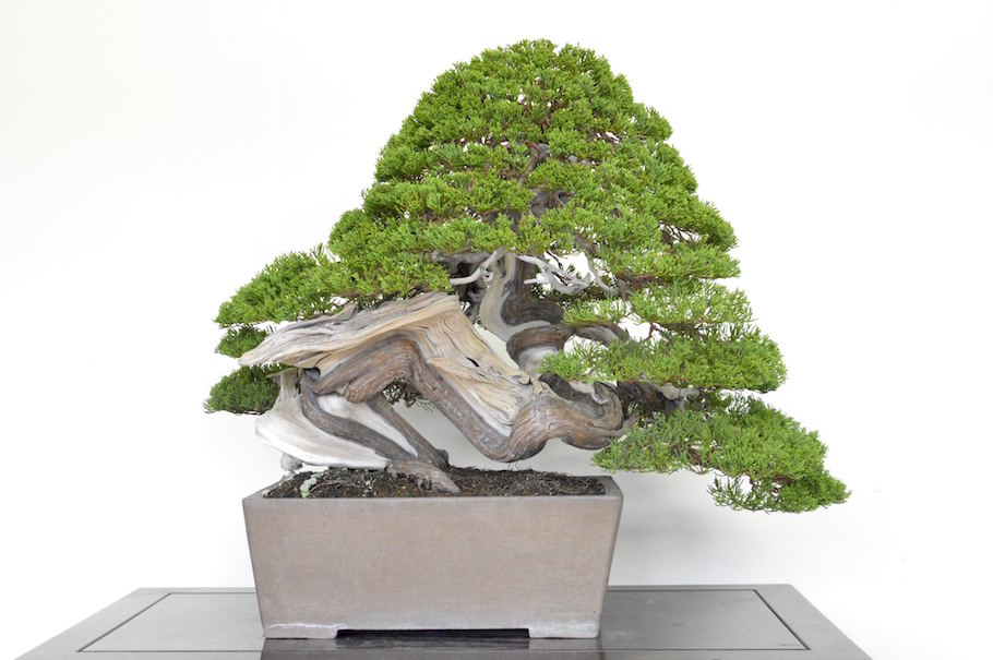 Shari running along the trunk of a conifer bonsai
