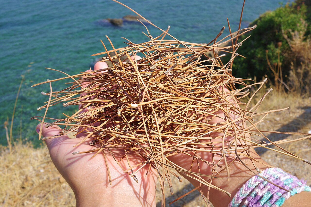 Aleppo Pine