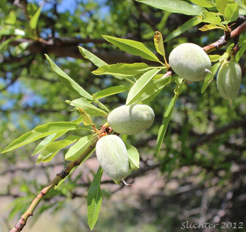 Almond Almond