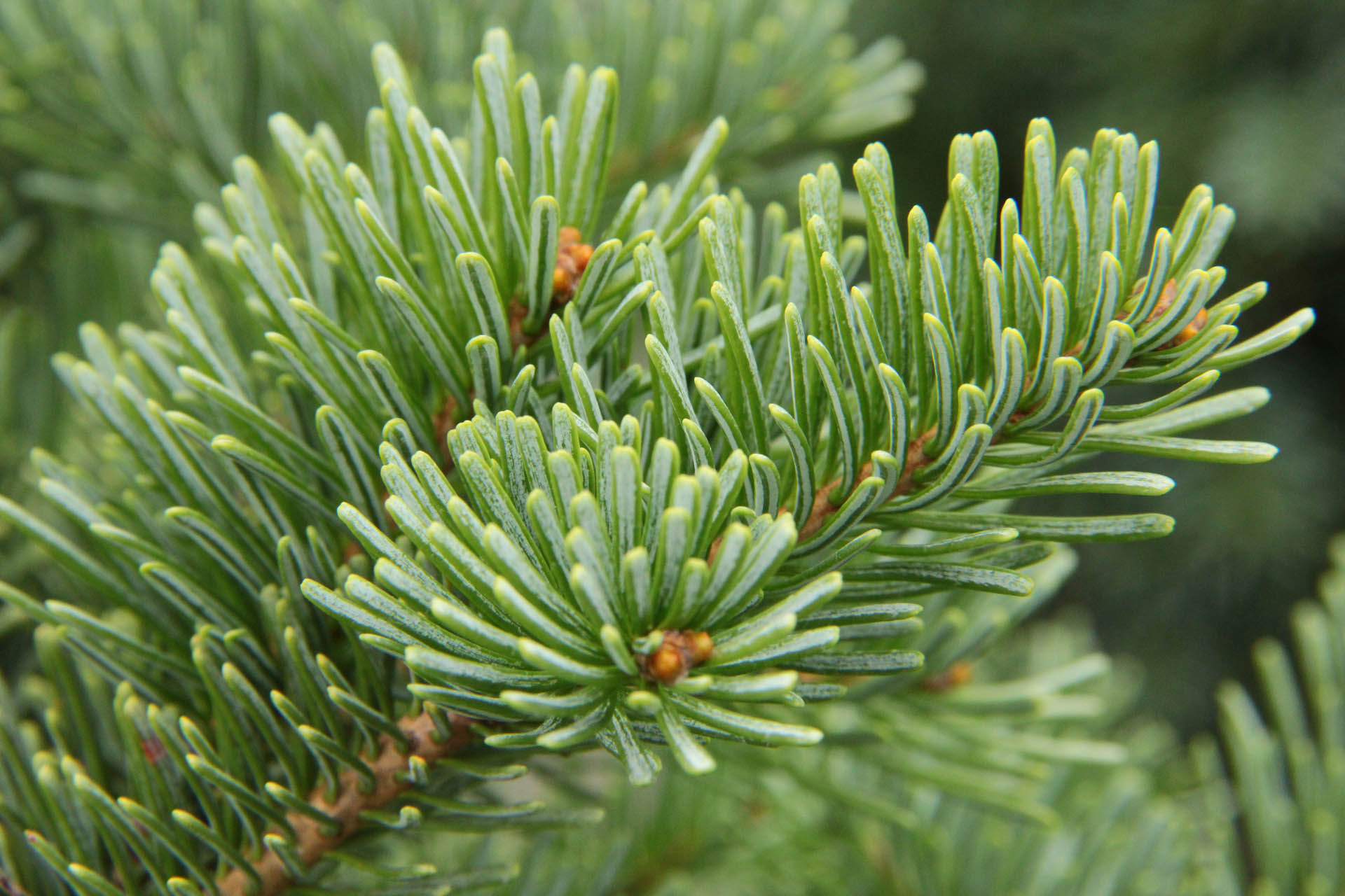 Alpine Fir Alpine Fir