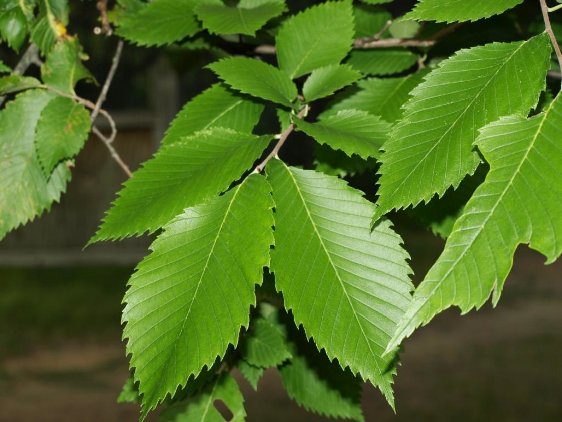 American Elm American Elm