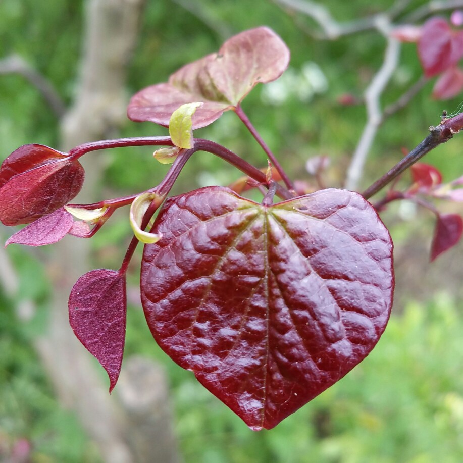 American Redbud American Redbud
