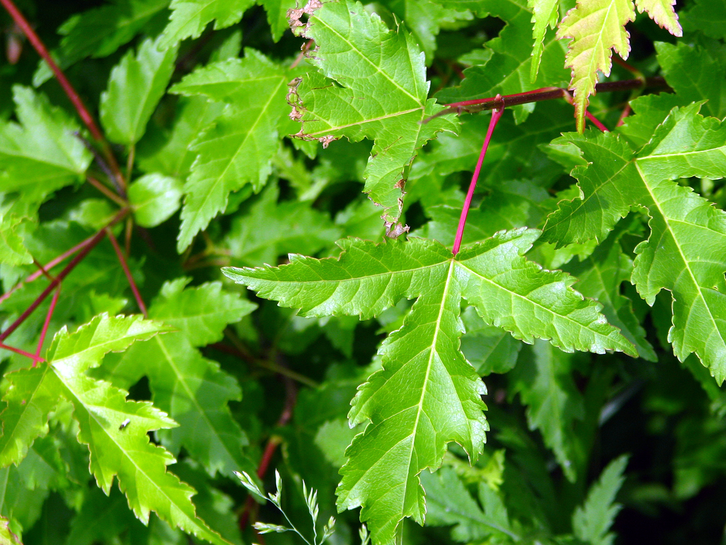 Amur Maple Amur Maple