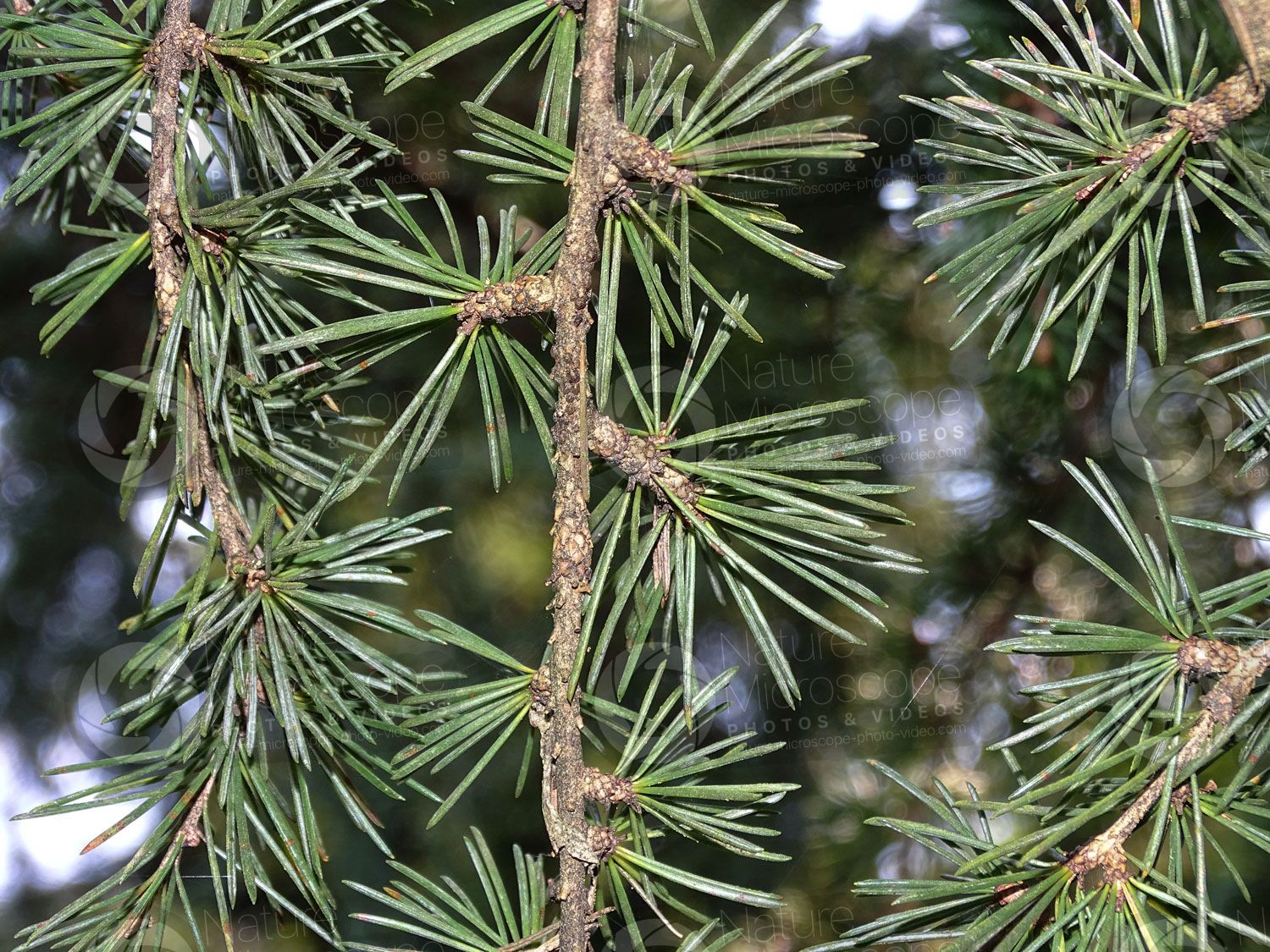 Atlas Cedar Atlas Cedar
