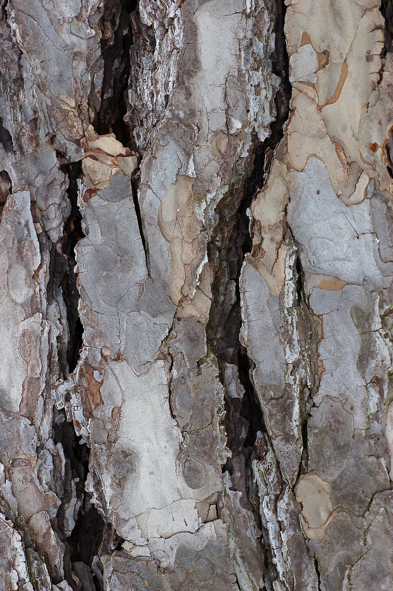 Austrian Black Pine