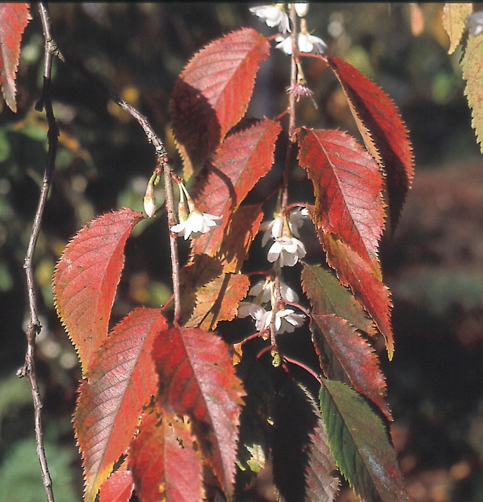 Autumn Cherry Autumn Cherry