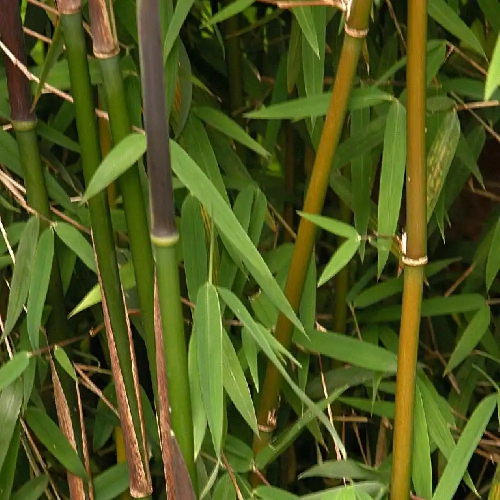 Bamboo Bamboo