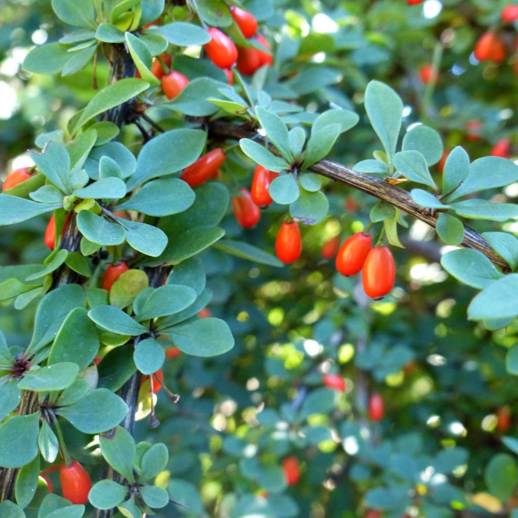 Barberry Barberry