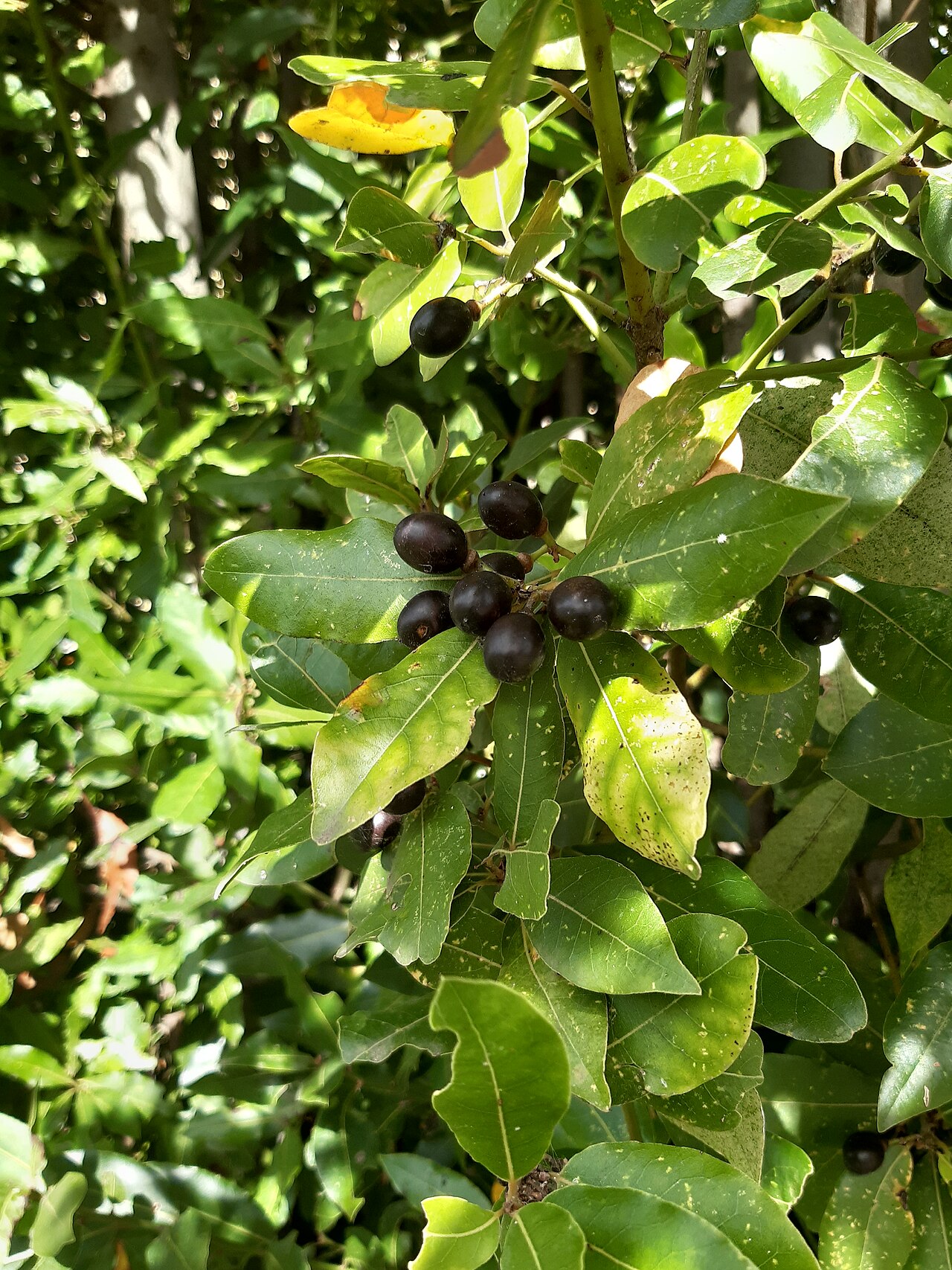 Bay Laurel