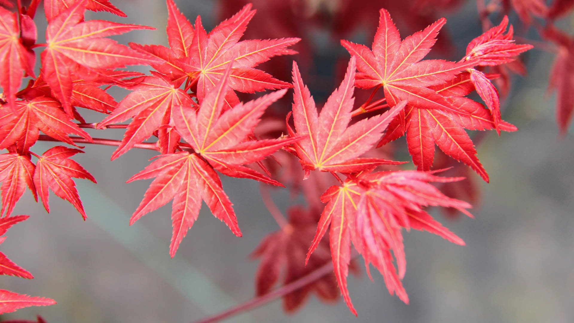 Beni Maiko Japanese Maple Beni Maiko Japanese Maple