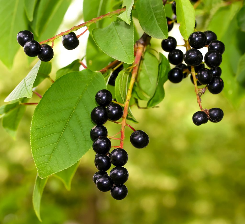 Bird Cherry Bird Cherry