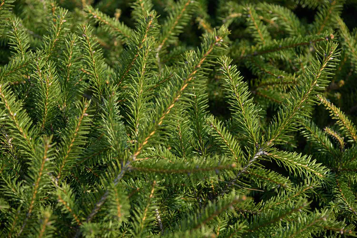 Bird's Nest Spruce Bird's Nest Spruce