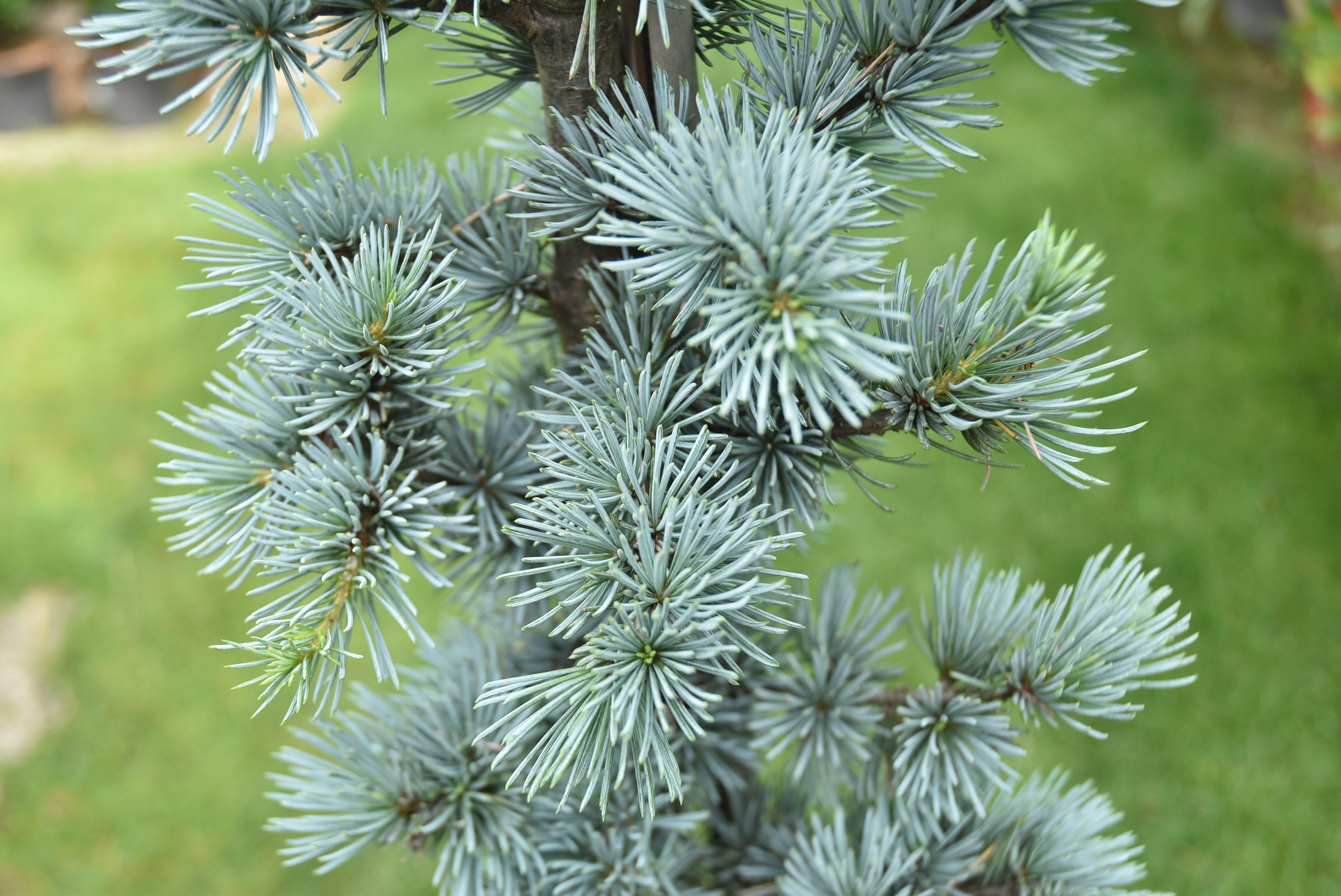 Blue Atlas Cedar Blue Atlas Cedar