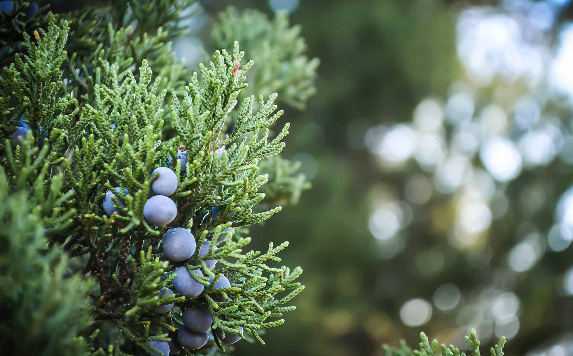 Blue Juniper Blue Juniper