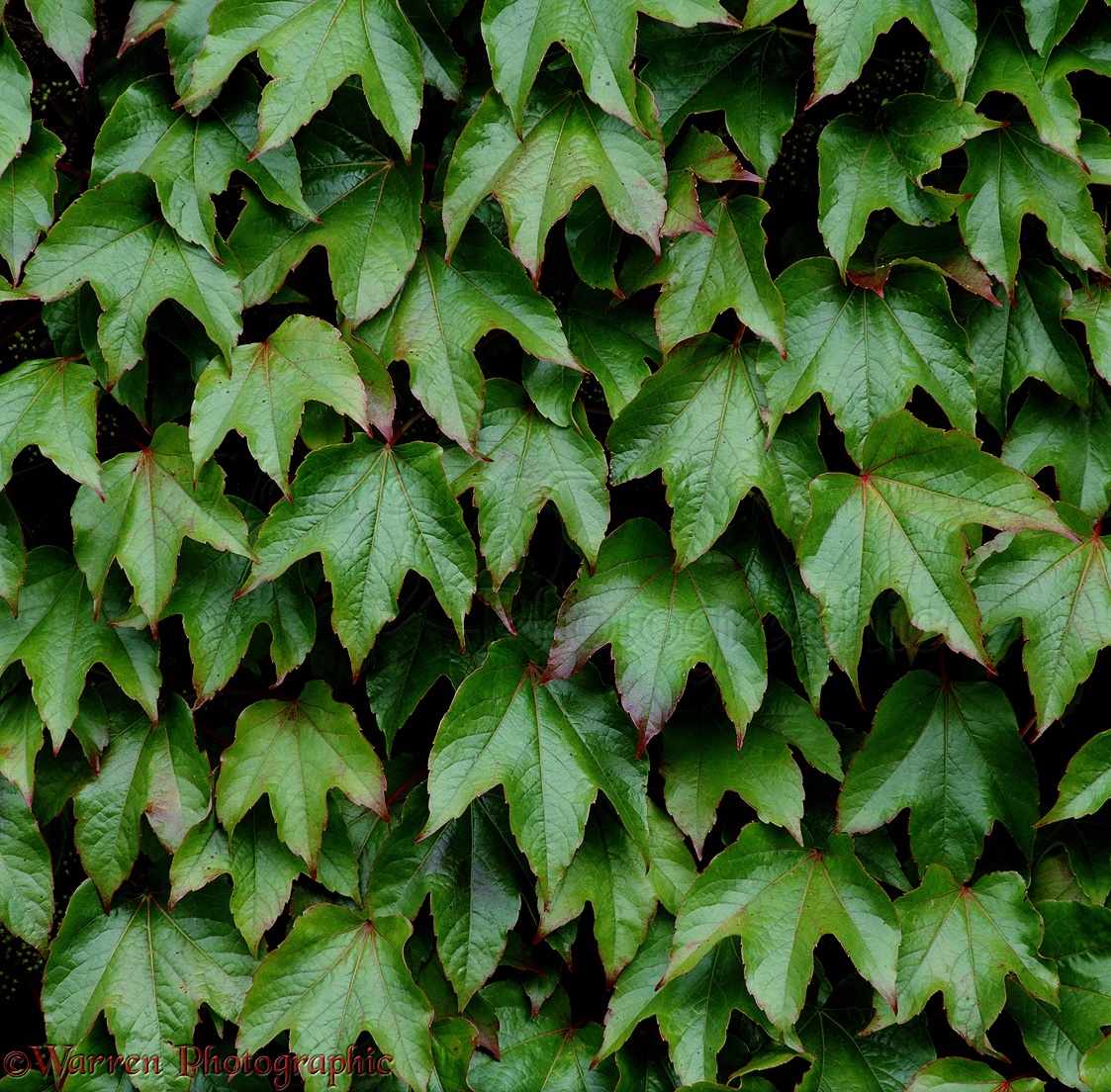 Boston Ivy Boston Ivy