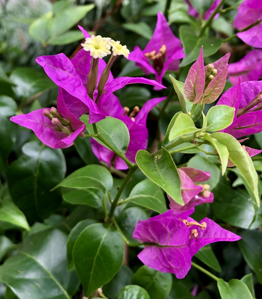 Bougainvillea Bougainvillea
