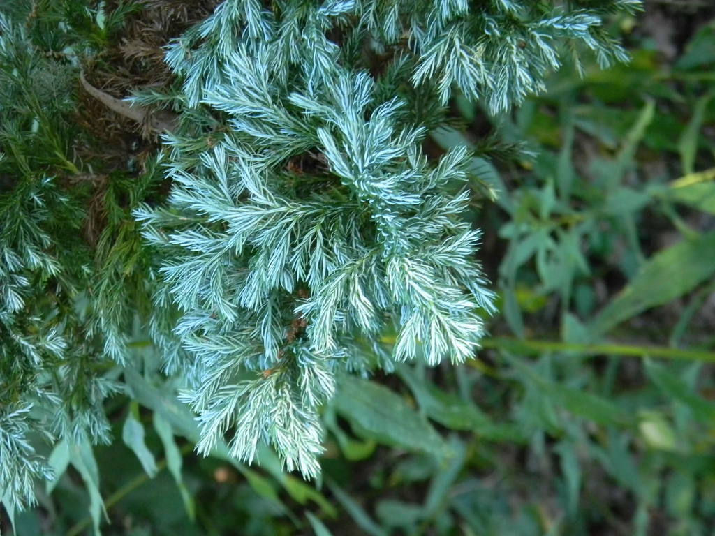 Boulevard Cypress or Blue Moss Cypress Boulevard Cypress or Blue Moss Cypress