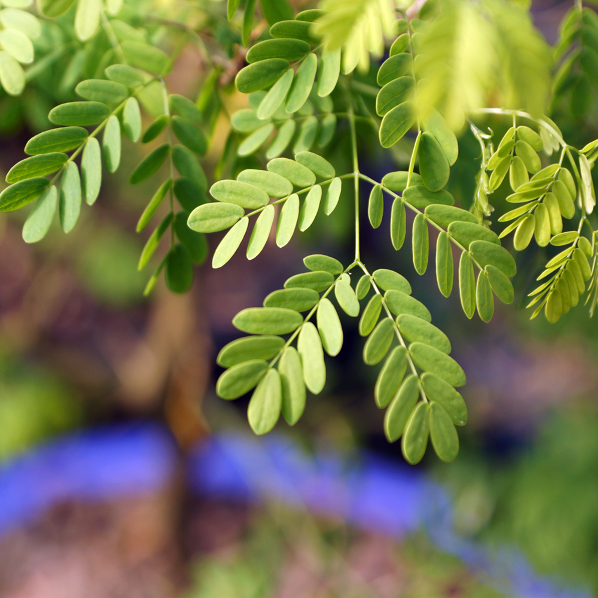 Brazilian Rain Tree Brazilian Rain Tree