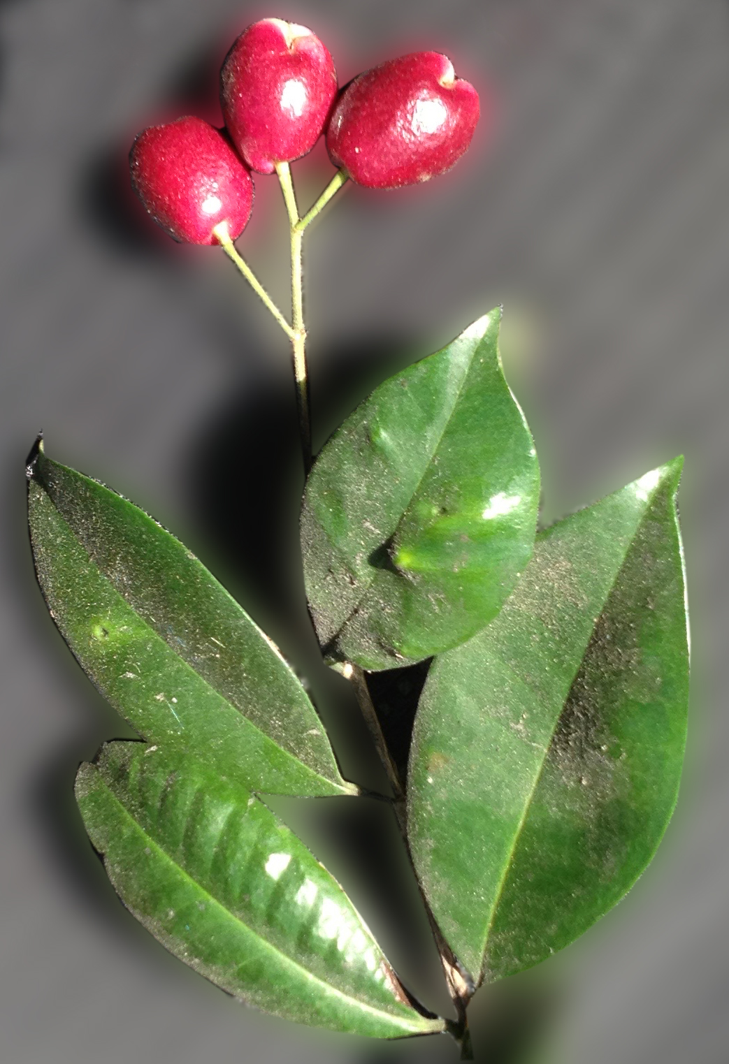 Brush Cherry