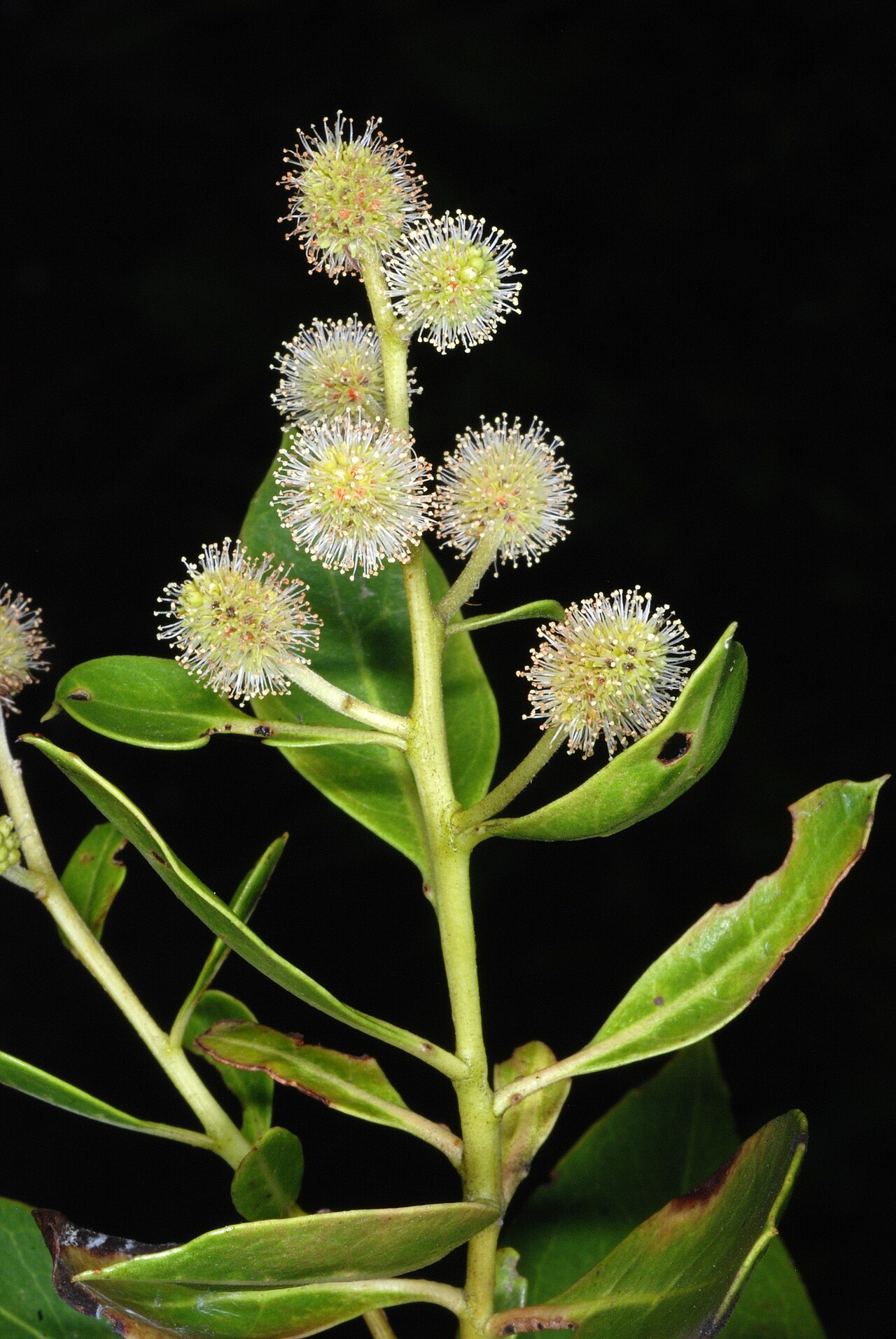 Buttonwood