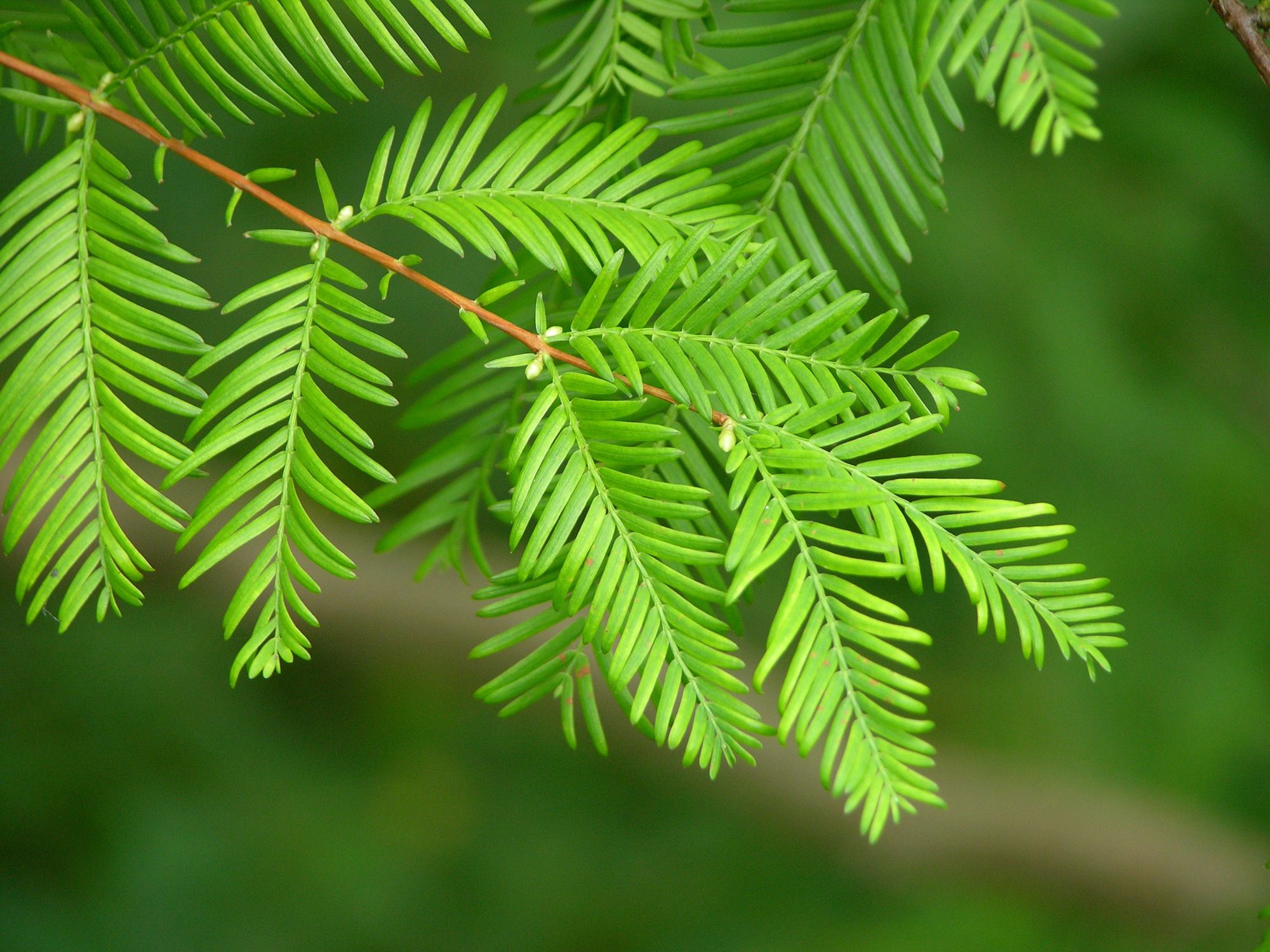 Californian Redwood Californian Redwood