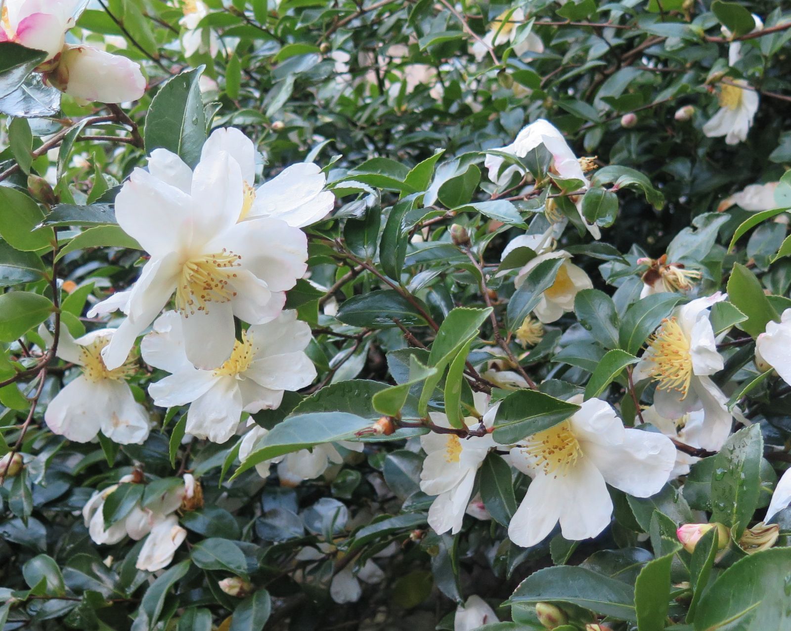 Camellia Camellia