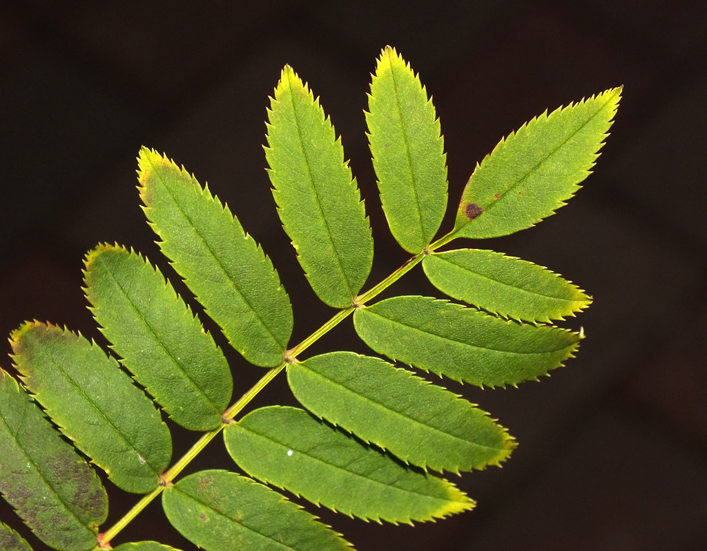 Cashmiriana Mountain-Ash Cashmiriana Mountain-Ash