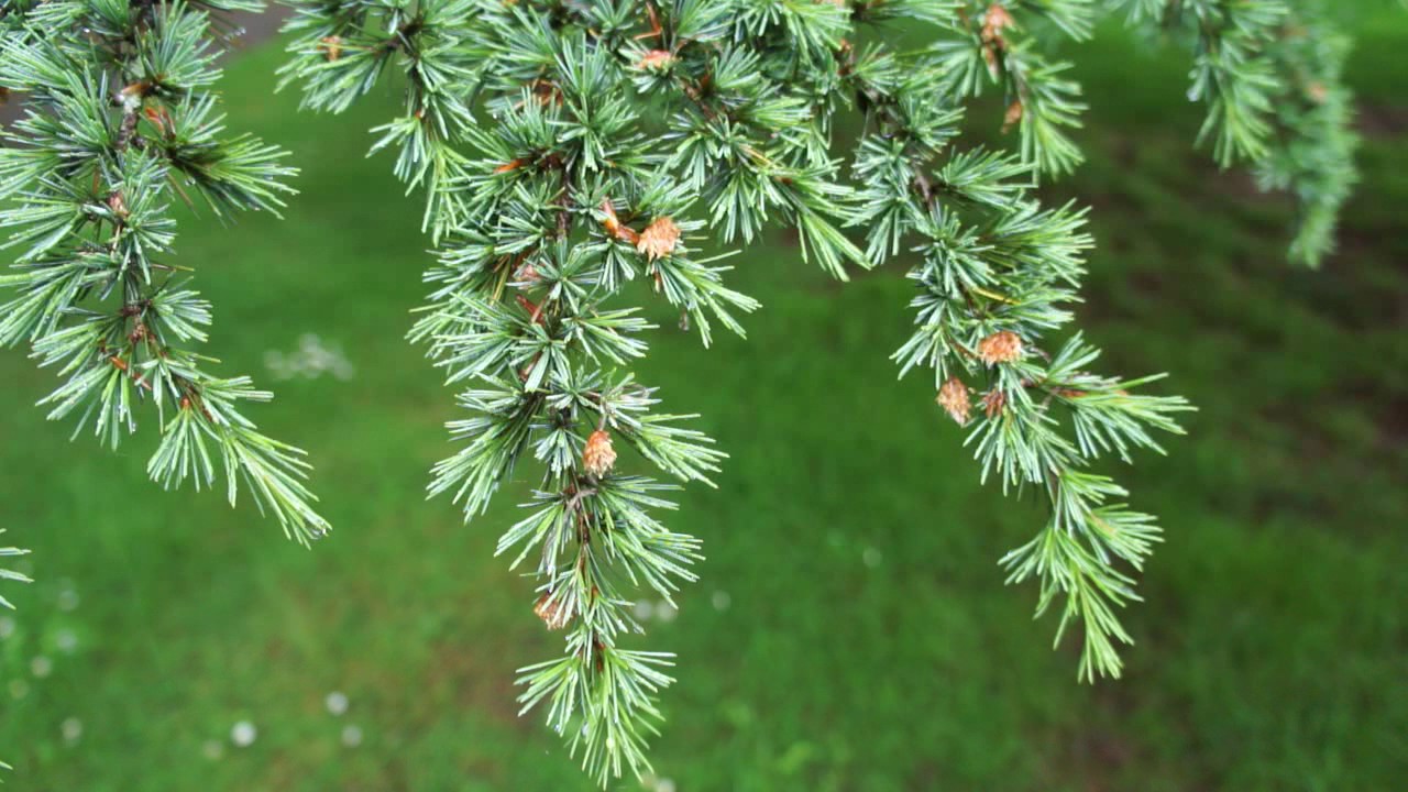 Cedar of Lebanon Cedar of Lebanon