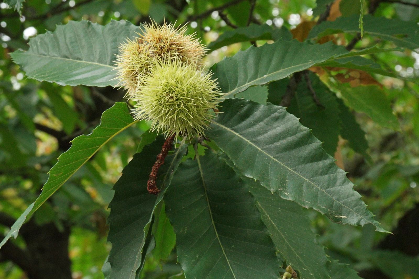 Chestnut Chestnut