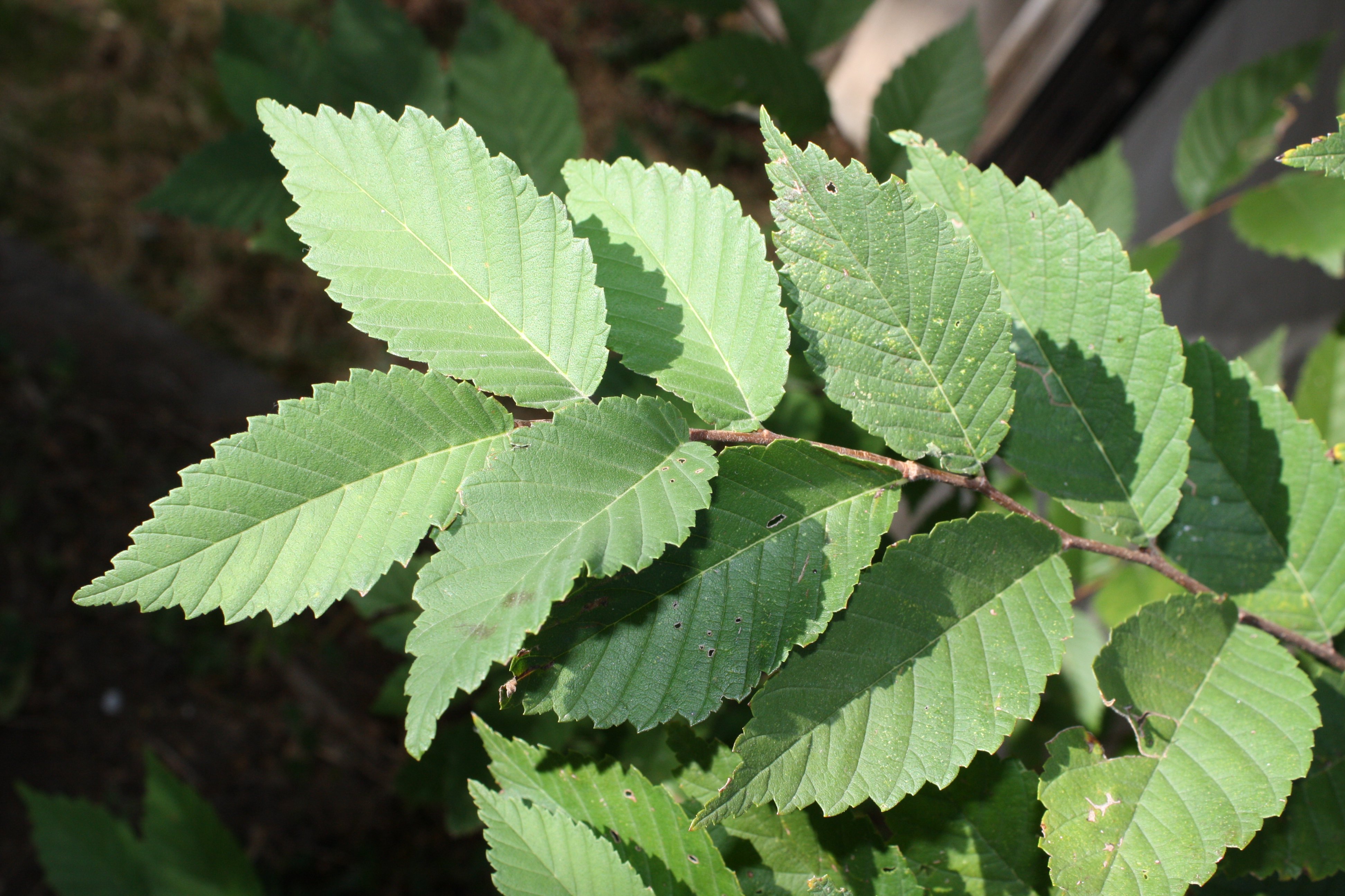 Chinese Elm Chinese Elm