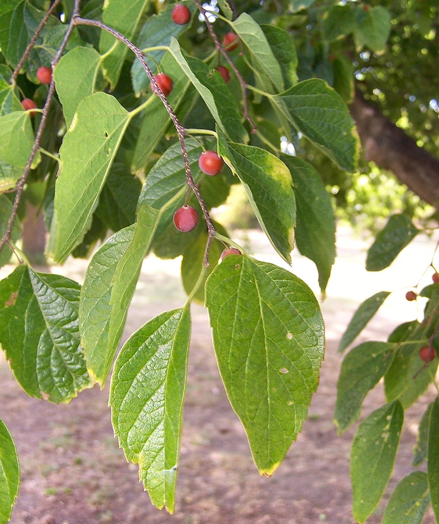 Chinese Hackberry Chinese Hackberry
