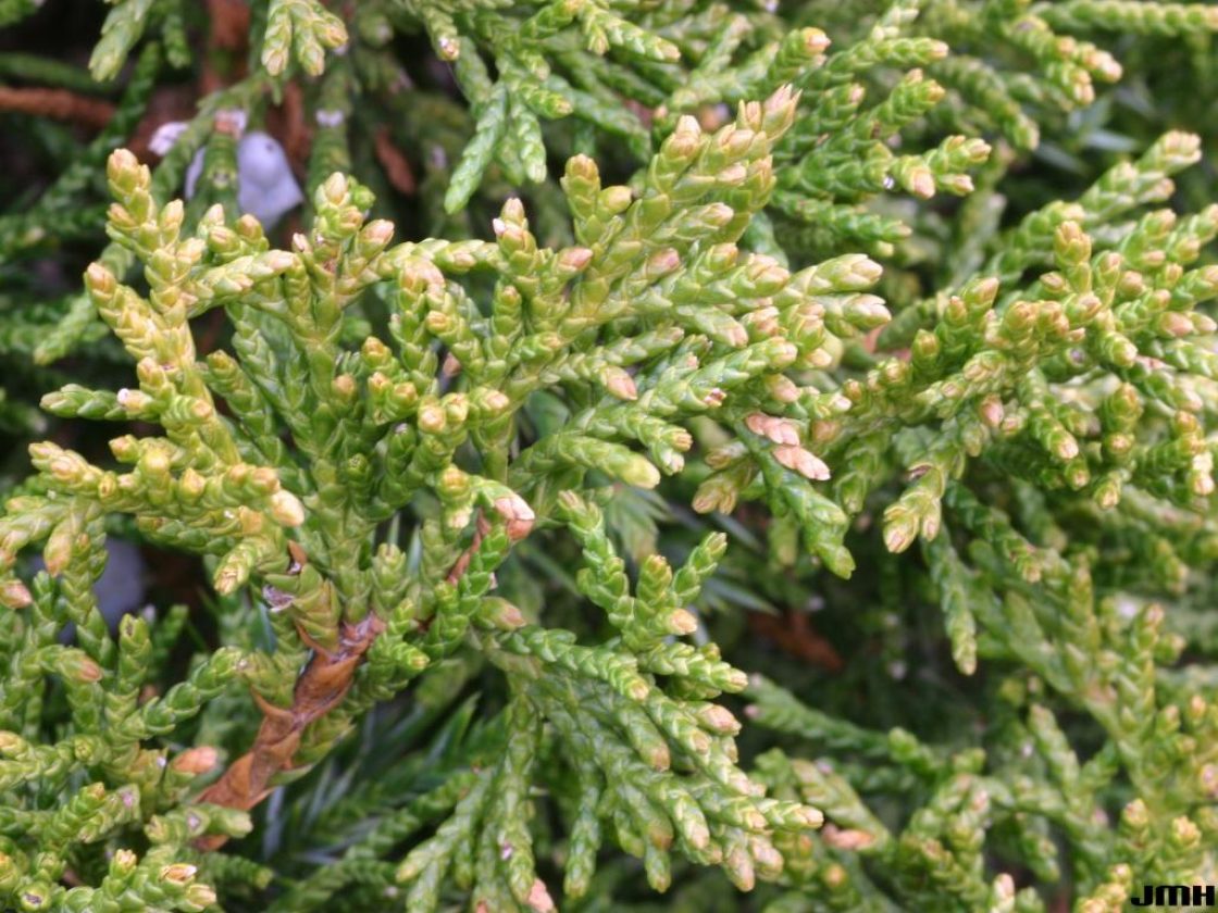 Chinese or Sargent's Juniper Chinese or Sargent's Juniper