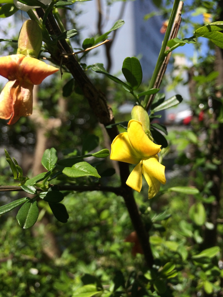 Chinese Pea Tree Chinese Pea Tree