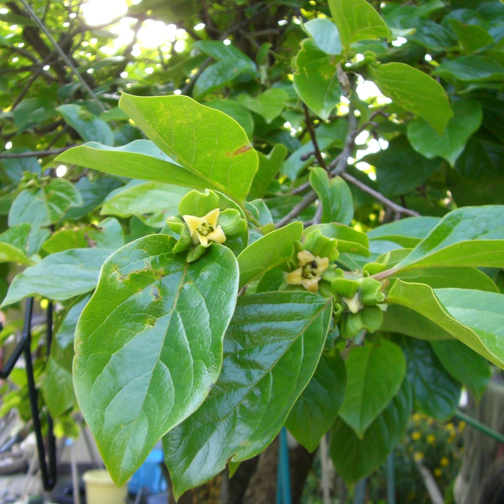 Chinese Persimmon Chinese Persimmon