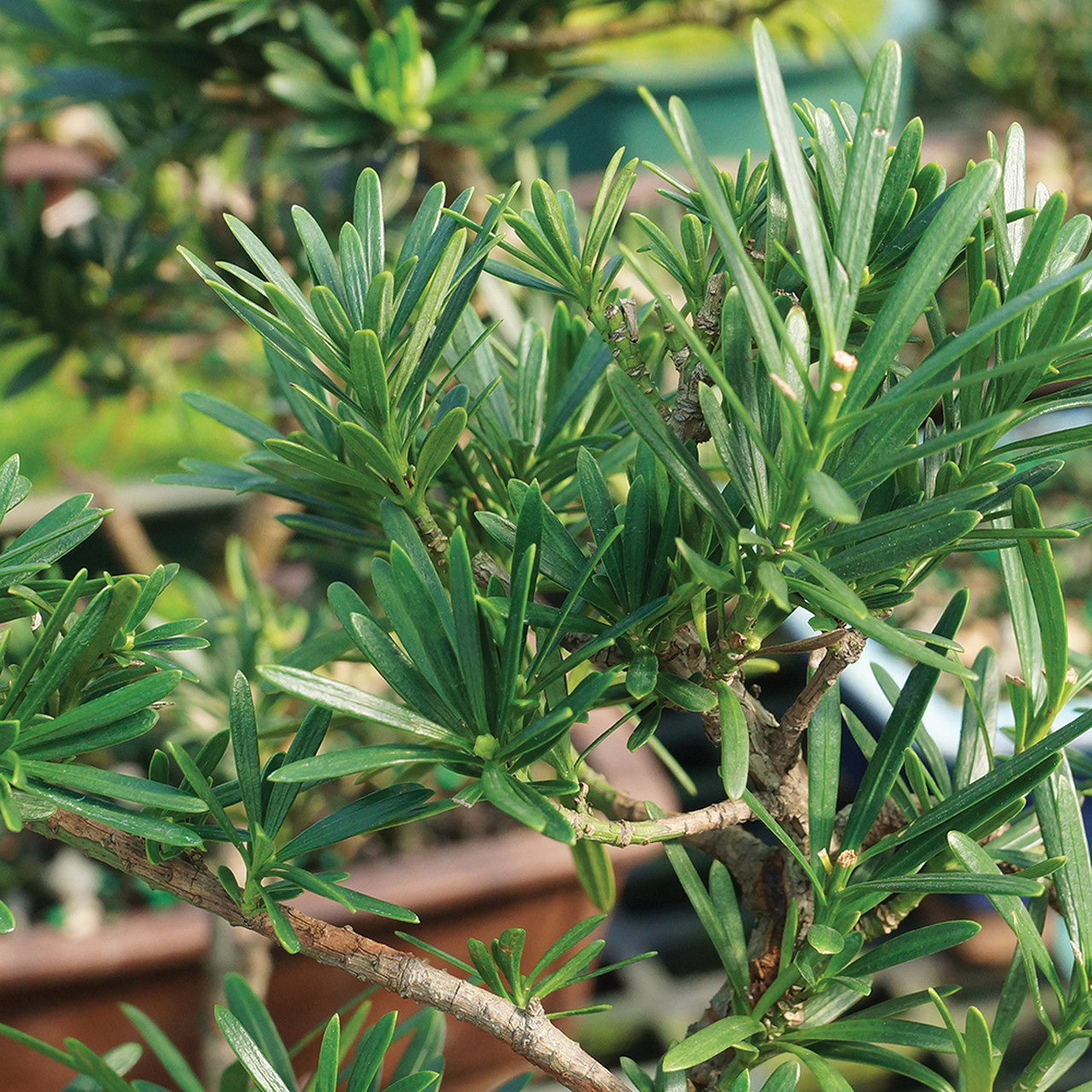 Chinese Podocarpus Chinese Podocarpus