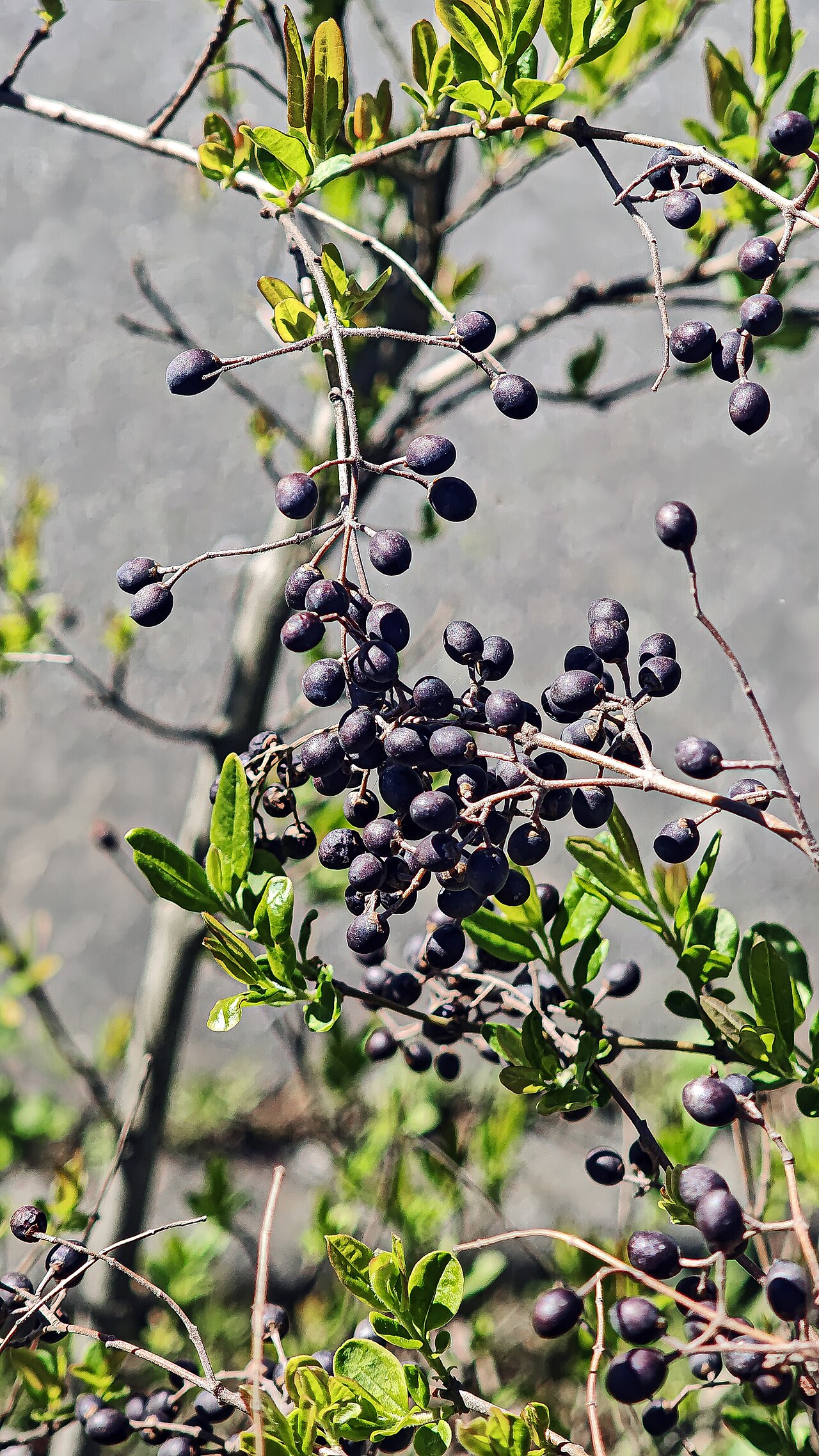 Chinese Privet