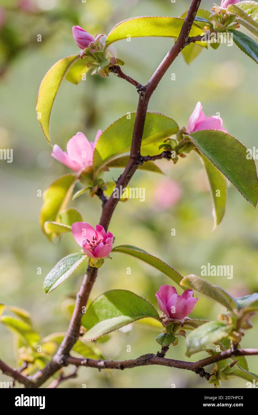 Chinese Quince Chinese Quince