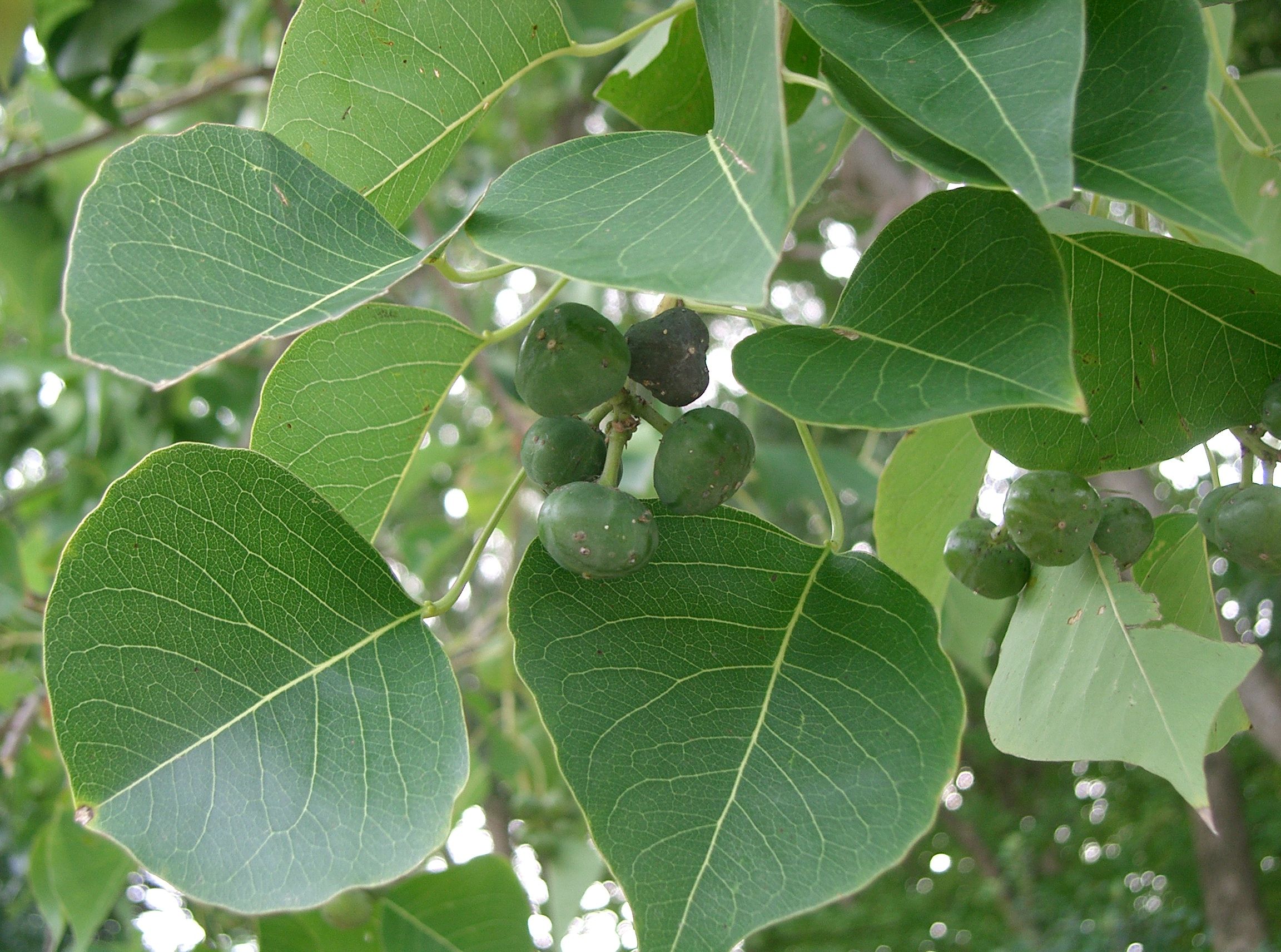 Chinese Tallow Tree Chinese Tallow Tree