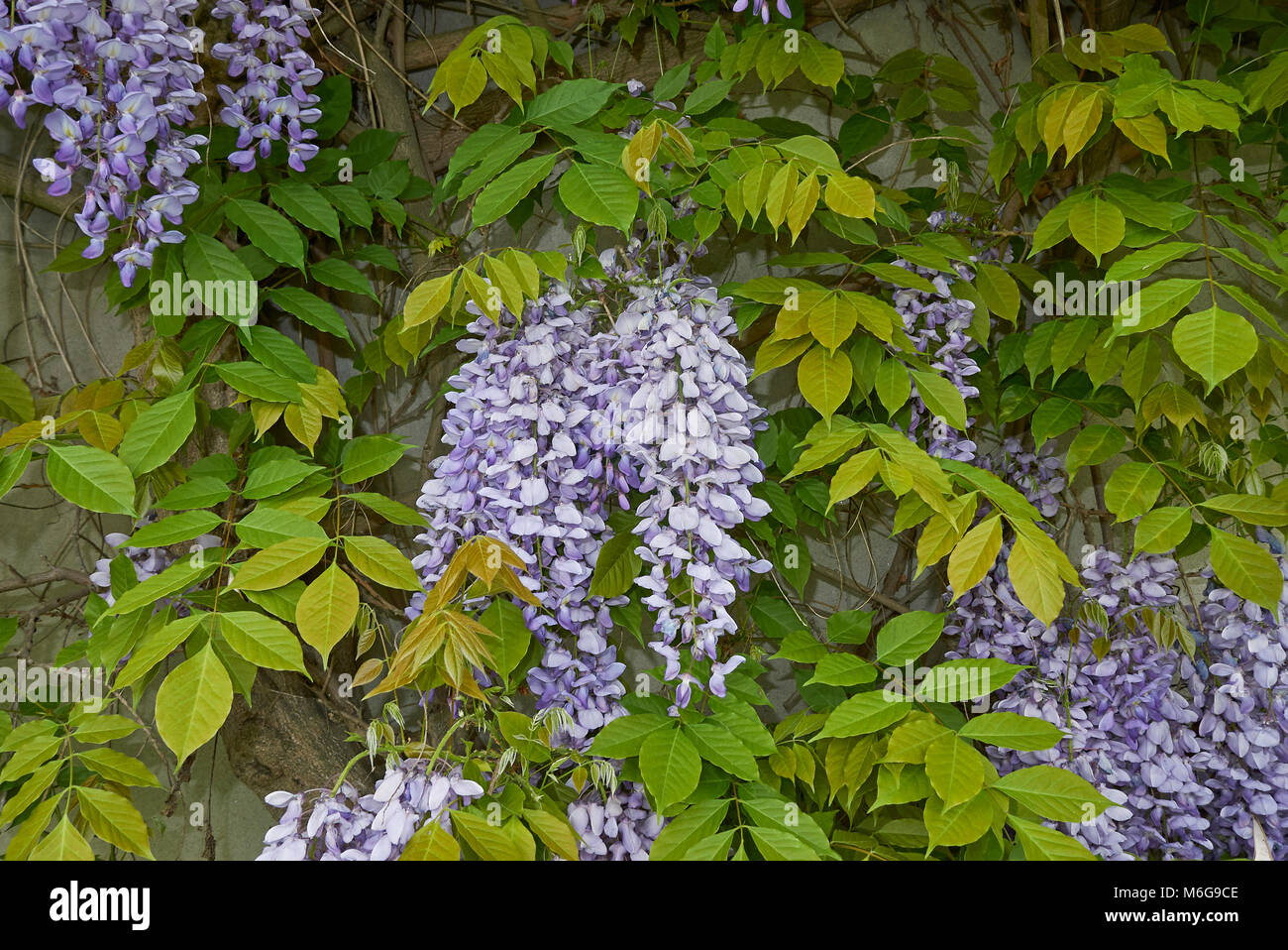 Chinese Wisteria Chinese Wisteria