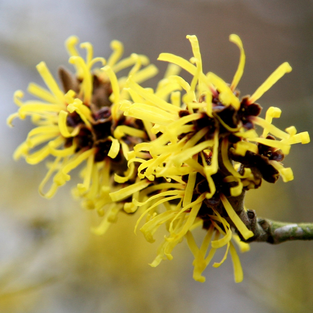 Chinese Witch Hazel Chinese Witch Hazel