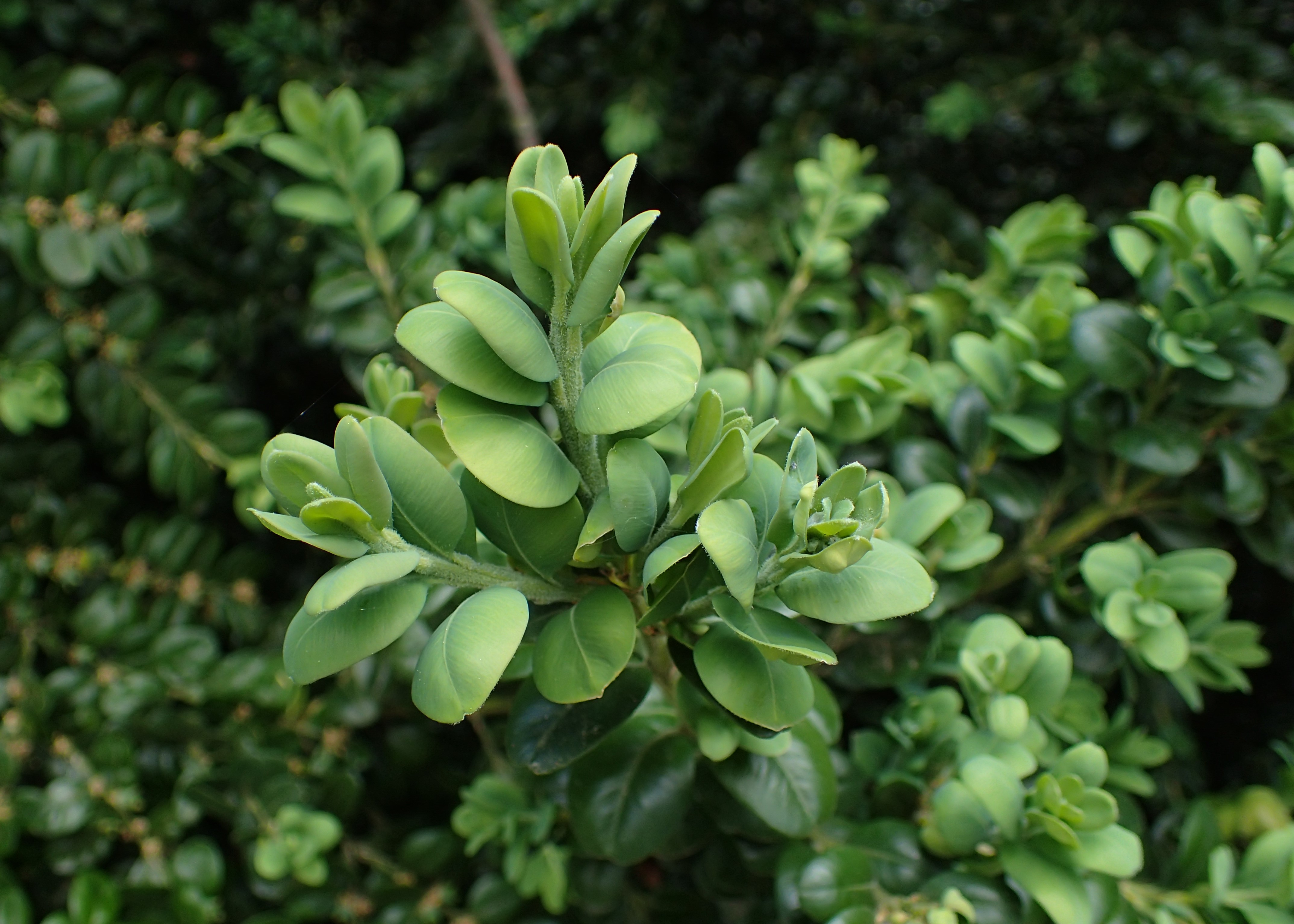 Common Boxwood