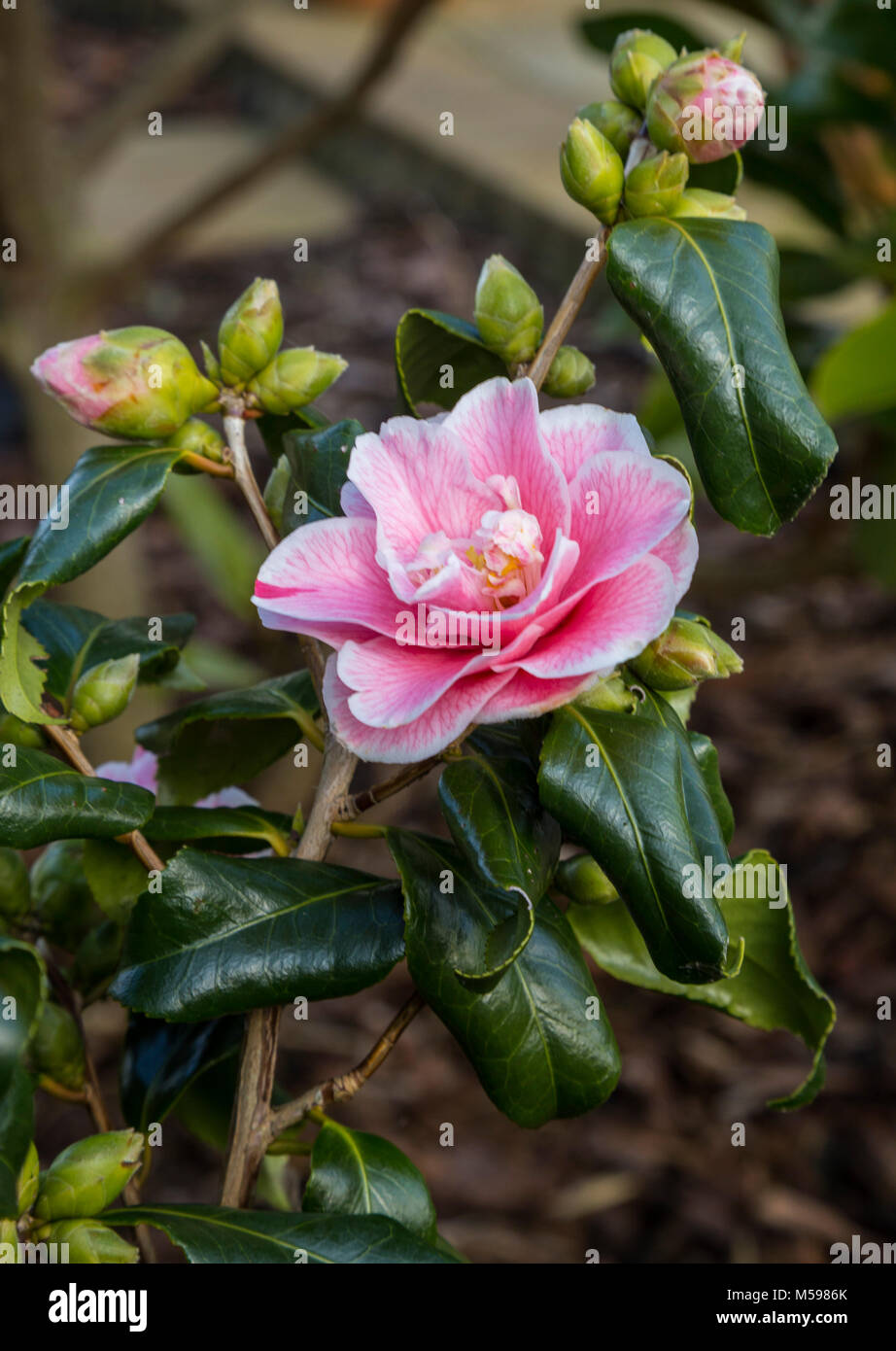 Common Camellia Common Camellia
