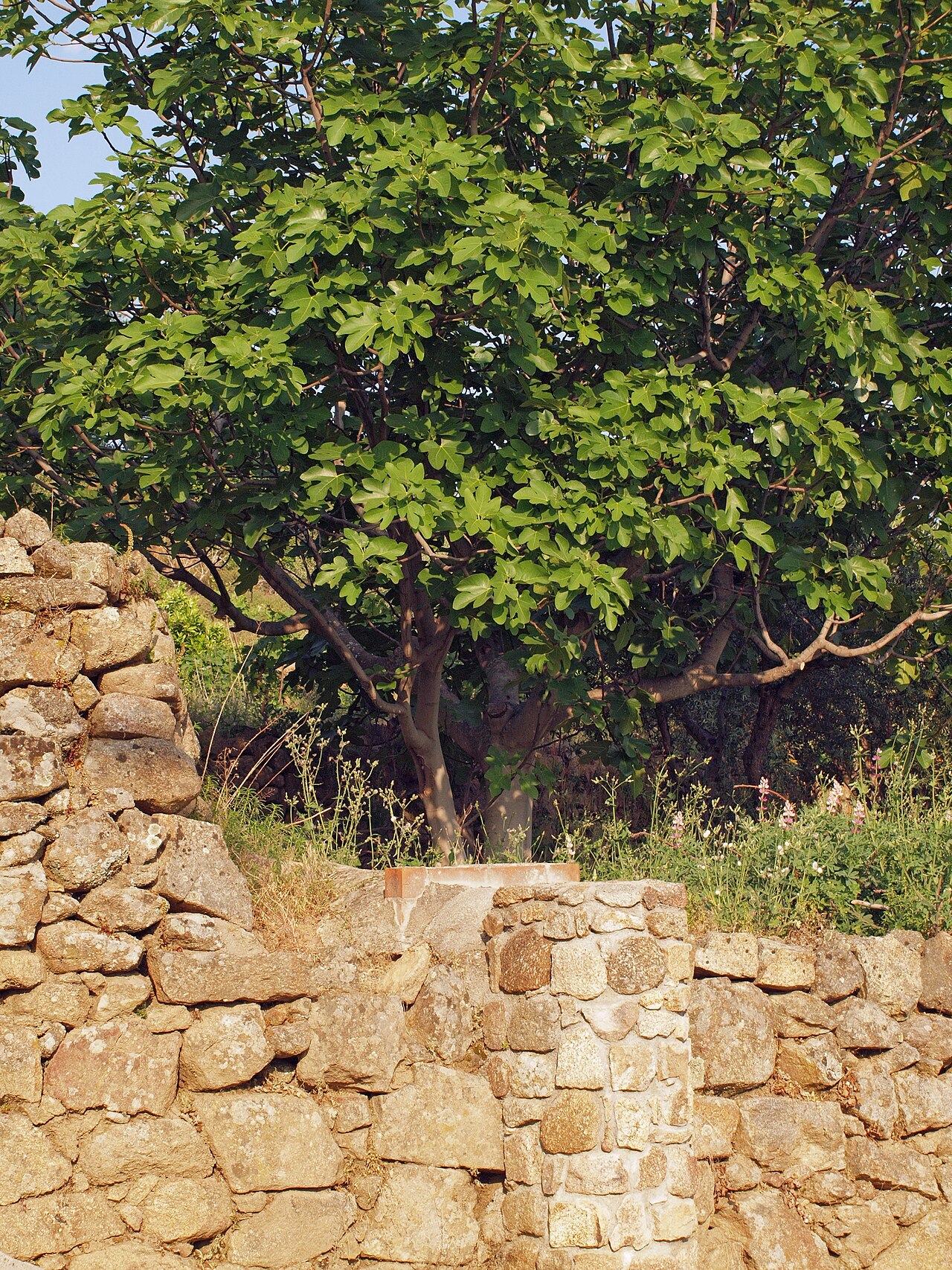 Common Fig
